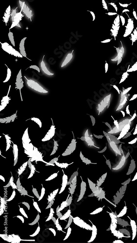 白い鳥の羽がふわふわと舞う（16:9）縦1 Feather Series:Many white bird feathers fluttering