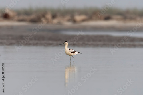 A pied avocet wading through marshy waters inside Gajodoba marshy area on the outskirts of Jalpaiguri in West Bengal