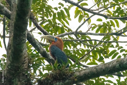 A Rufous necked hornbill perched on top of a tree branch on the outskirts of Latpanchar village in West Bengal