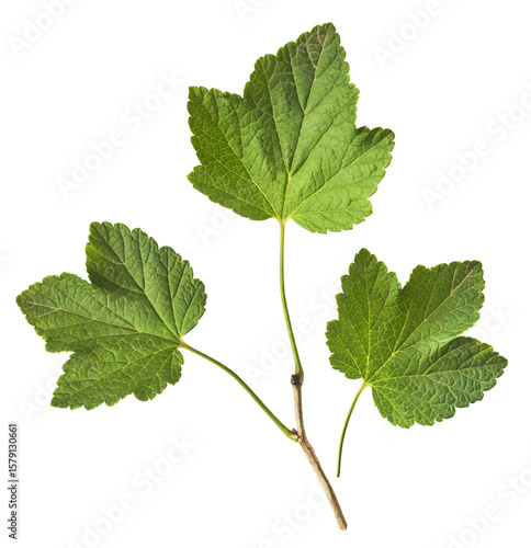 Fresh green Black Currant leaves falling in the air isolated on white background