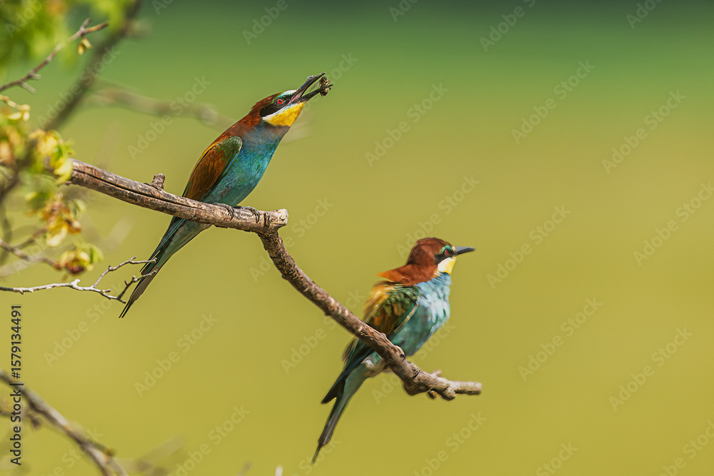 Obraz premium Two European bee-eaters (Merops apiaster) perched on branch, one holding insect