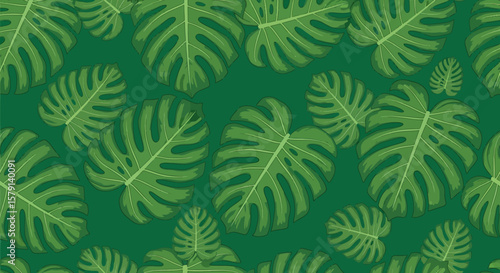 Monstera Deliciosa Leaves Pattern Tropical Green Foliage with Detailed Veins.