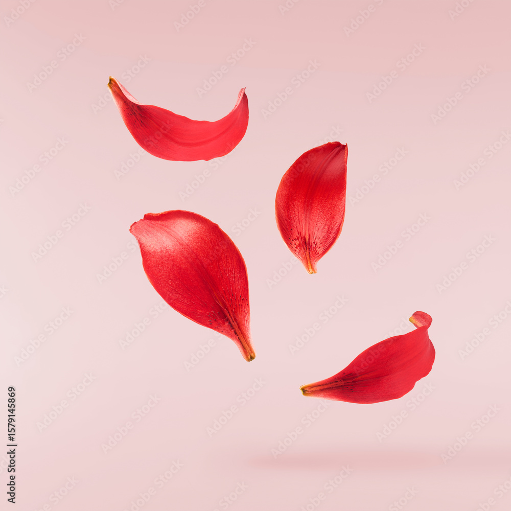 Beautiful fresh Red Lily petals  falling in the air isolated on pink background.