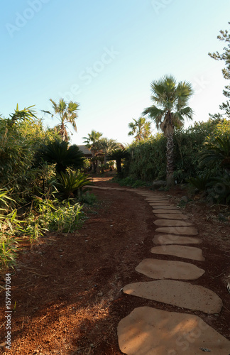 palm trees in the park