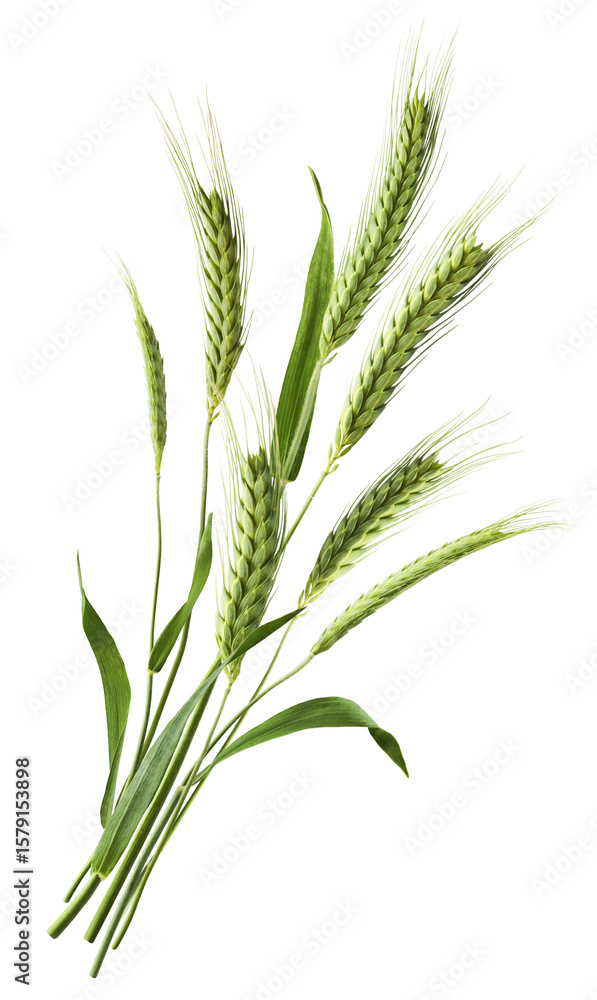 Fototapeta premium Fresh green wheat ear falling in the air isolated on white background