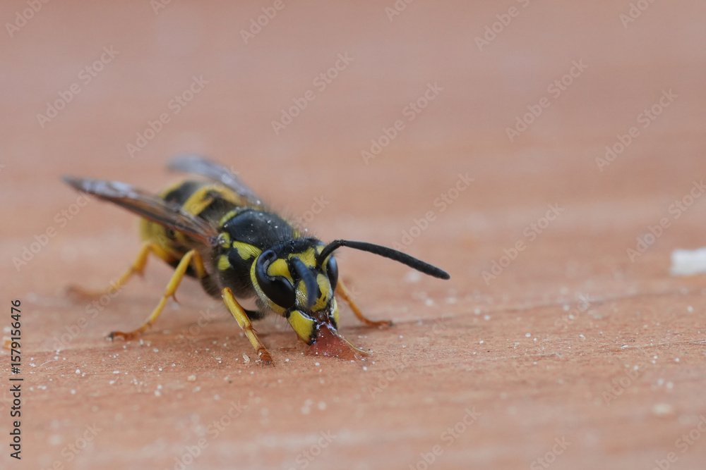 Φωτογραφία Closeup on a European worker yellow -jacket paper wasp , Vespula vulgaris eating