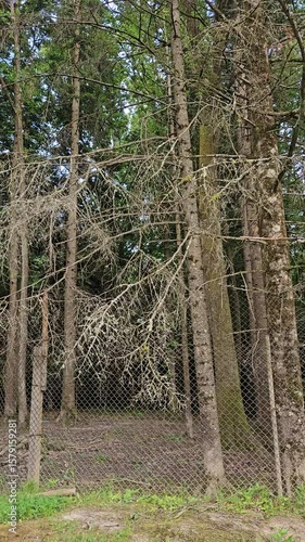 Dry forest trees behind metal fence in natural reserve
