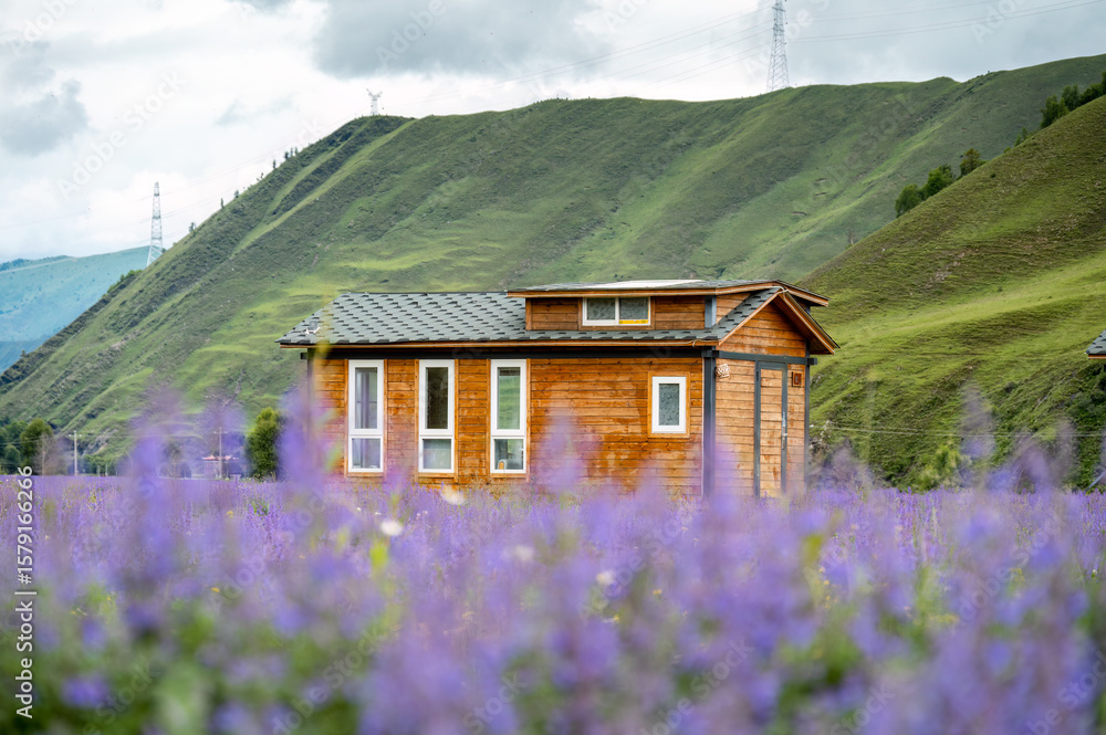 Fototapeta premium A cottage in a field of lavender flowers
