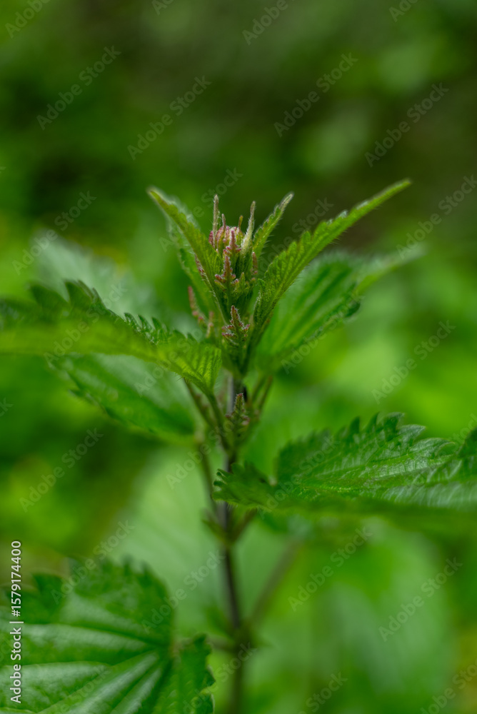 Macro Close-Up of Serrated Green Leaves with Emerging Pink Flower Buds Macro Close-Up of Serrated Green Leaves with Emerging Pink Flower Buds