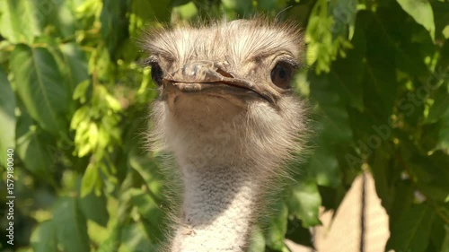 The common ostrich (Struthio camelus) or African ostrich surveying its surroundings.