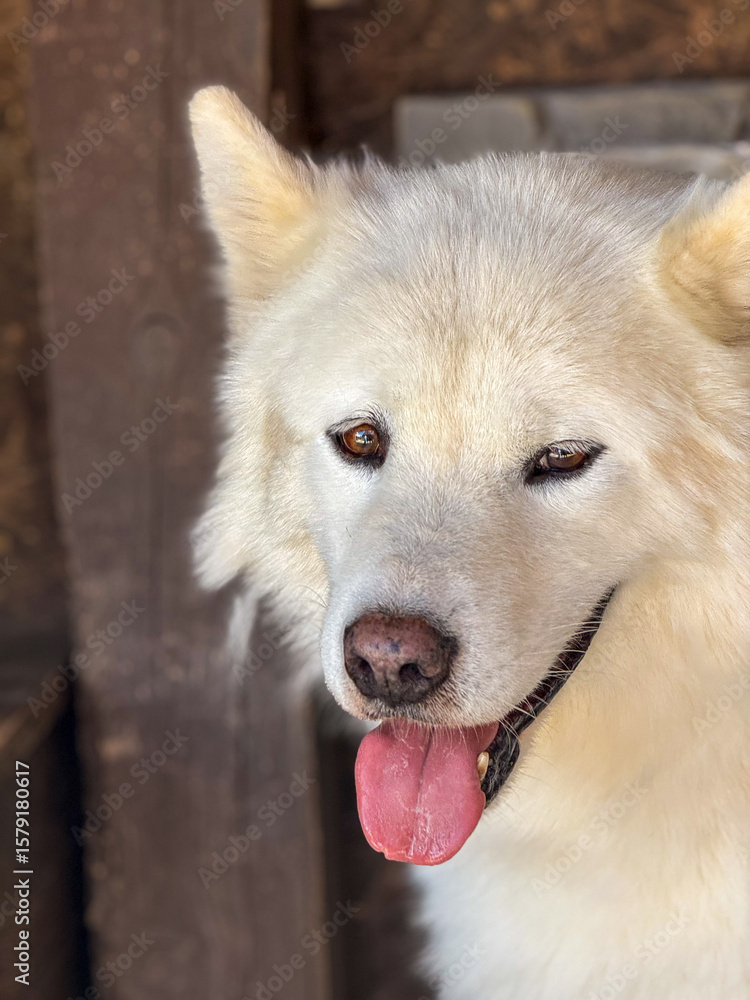 Obraz premium White fluffy dog with thick fur and pointed ears rests with its tongue out, showing a calm and friendly demeanor. Close-up shot capturing its gentle and serene expression. 