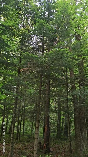 Stunning Forest Landscape with Tall Trees and Lush Green Foliage  