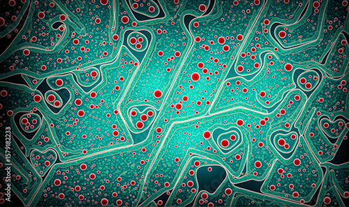 microscopic view of bacteria