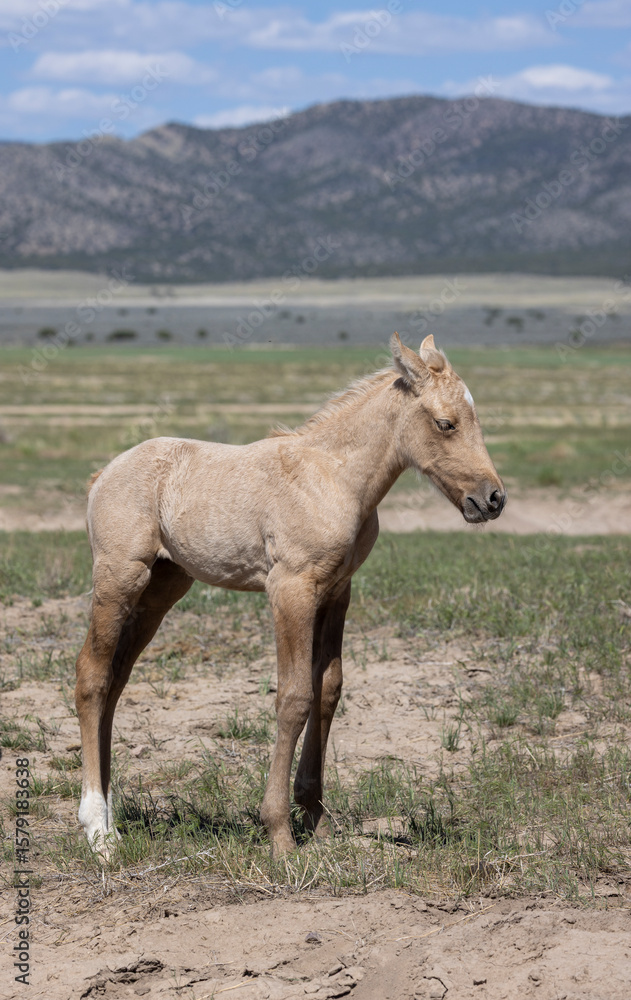 Fototapeta premium Cute Wild Horse Foal in Springtime in the Utah Desert
