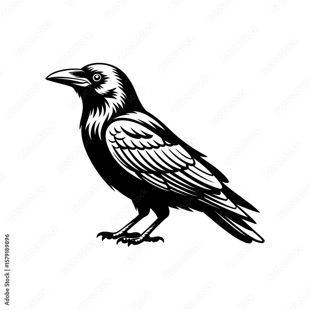 Obraz premium silhouette of a realistic crow in black and white vector art