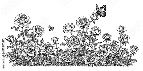 Beautiful Roses Field with Bees and Butterfly in Black and White Outline Line Art Drawing Style