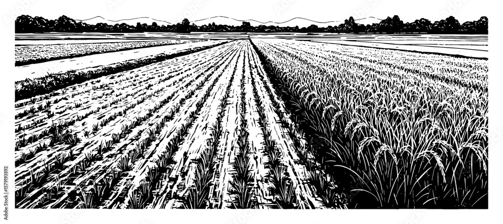 Fototapeta premium Rice Field Wide Angle View with Rows of Young Plants and Mature Grains Black and White Outline Line Art Drawing