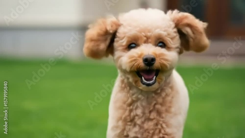 Wallpaper Mural Joyful Poodle Running Across Green Lawn With Smiling Expression During Daylight Torontodigital.ca
