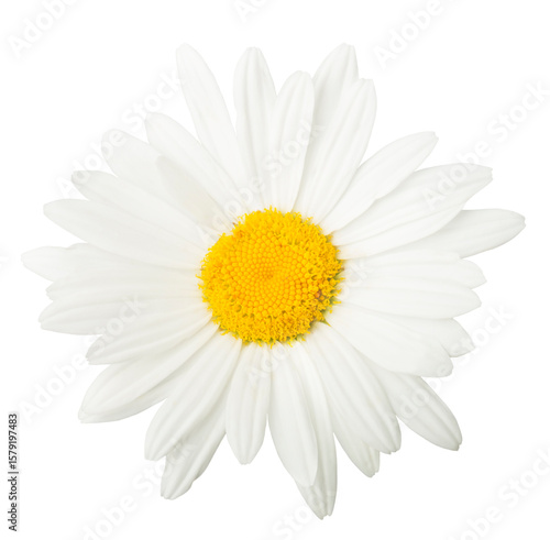 One white daisy flower isolated on white background. Flat lay, top view. Floral pattern, object