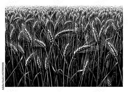 Detailed Agricultural Wheat Grain Field in Wide Angle View Black and White Outline Line Art Drawing