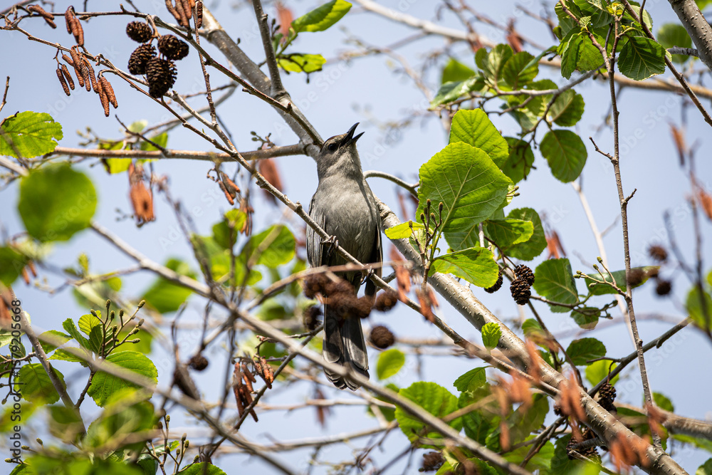 Fototapeta premium Gray Catbird Singing in Tree