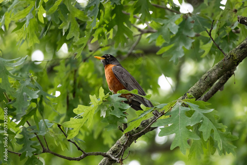 Photos American Robin Perched in Tree