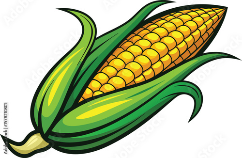 Freshly Harvested Ear of Corn Illustration