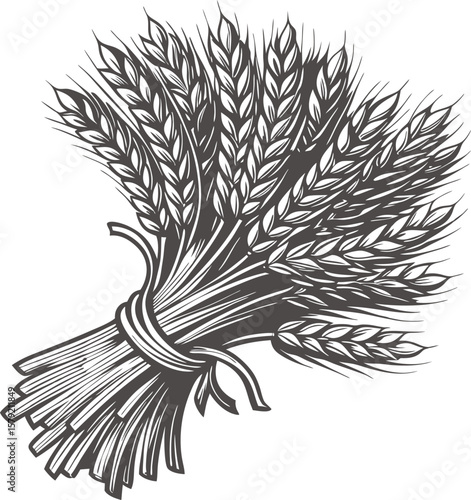 Hand Drawn Wheat Sheaf Illustration Black and White
