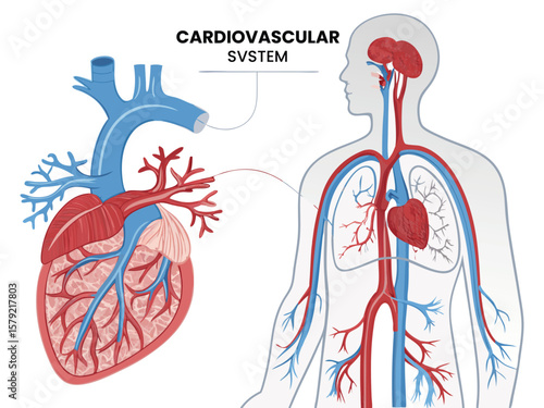 Human heart anatomy vector icon set design concept illustration