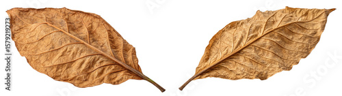 Tobacco Leaf 