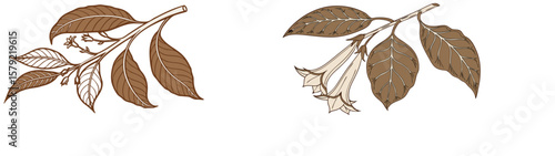 Dried Tobacco Leaves Ready for Curing