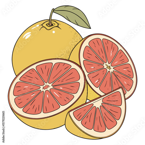 vector illustration of grapefruit