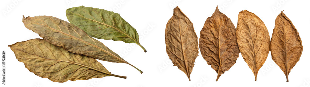 Fototapeta premium Dried Tobacco Leaves Ready for Curing
