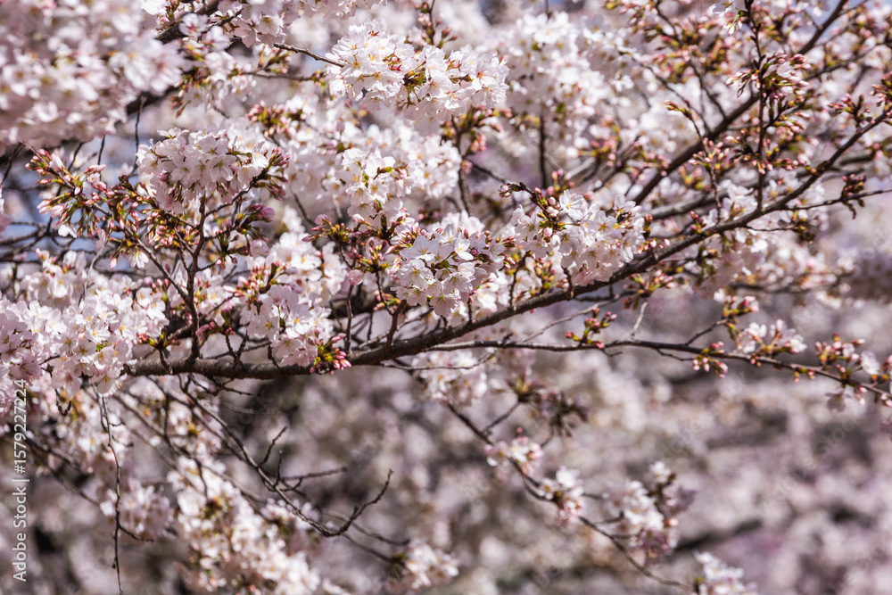 Close-up view of delicate cherry blossoms in full bloom. The pale pink and white petals create a stunning floral display, perfect for spring themes. These beautiful flowers are a symbol of renewal Close-up view of delicate cherry blossoms in full bloom. The pale pink and white petals create a stunning floral display, perfect for spring themes. These beautiful flowers are a symbol of renewal