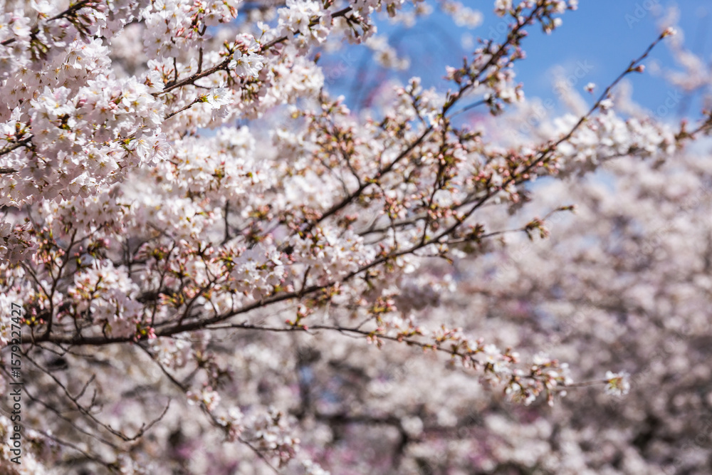 Close-up of delicate cherry blossoms in full bloom. The image showcases the intricate details of the flowers and branches against a softly blurred background of more blossoms, creating a serene and Close-up of delicate cherry blossoms in full bloom. The image showcases the intricate details of the flowers and branches against a softly blurred background of more blossoms, creating a serene and