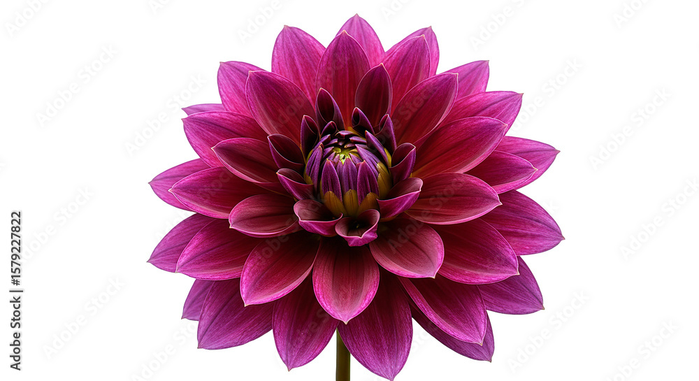 Obraz premium Beautiful close up of a dahlia flower with vibrant pink petals and a yellow center isolated image shot