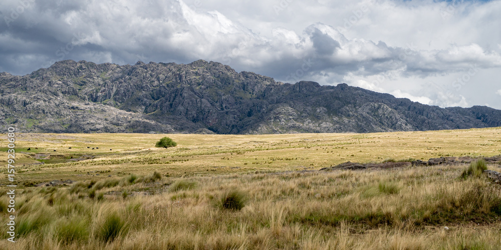 Fototapeta premium Tree in a grass field with mountains in the background