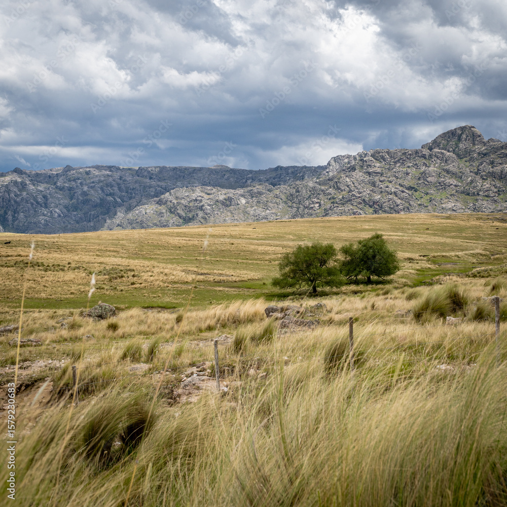 Naklejka premium Trees in a grass field with mountains in the background