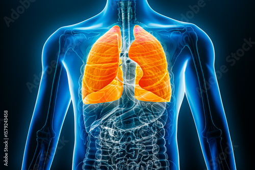X-ray anterior or front view of human lungs 3D rendering illustration with male body contours. Anatomy, organ of respiratory system, medical, biology, science, healthcare concepts.
