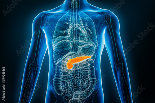 X-ray anterior or front view of human pancreas 3D rendering illustration with male body contours. Anatomy, organ of digestive system, medical, biology, science, healthcare concepts.
