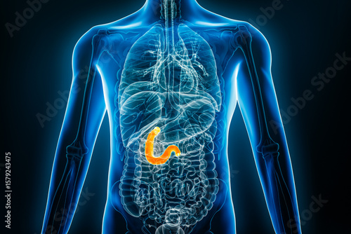 X-ray anterior or front view of human duodenum 3D rendering illustration with male body contours. Anatomy, organ of digestive system, medical, biology, science, healthcare concepts.