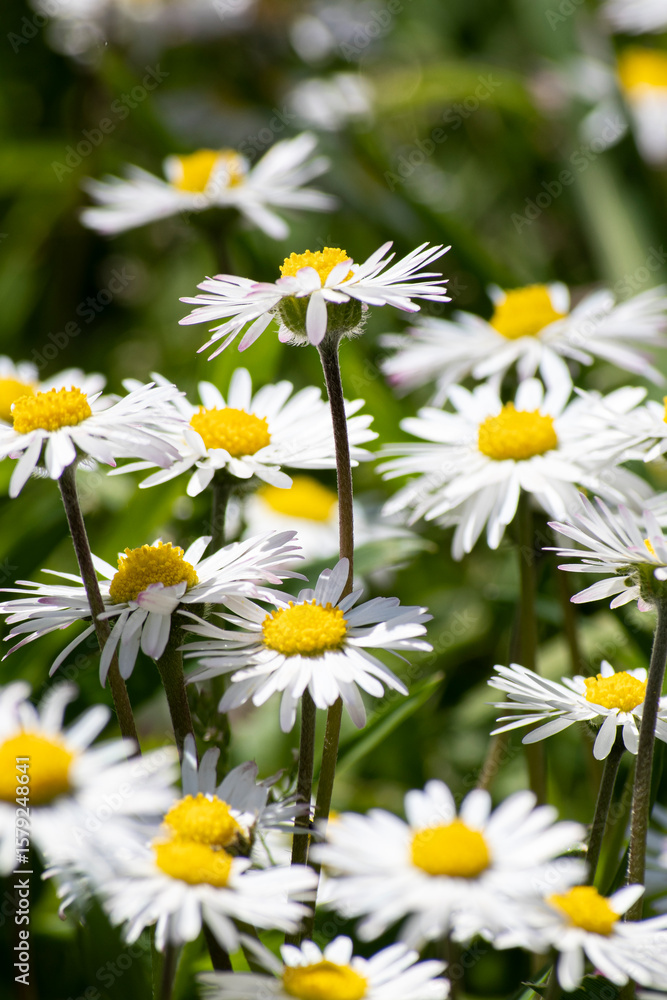 Obraz premium daisies in a garden