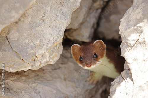 Stoat Mustela erminea