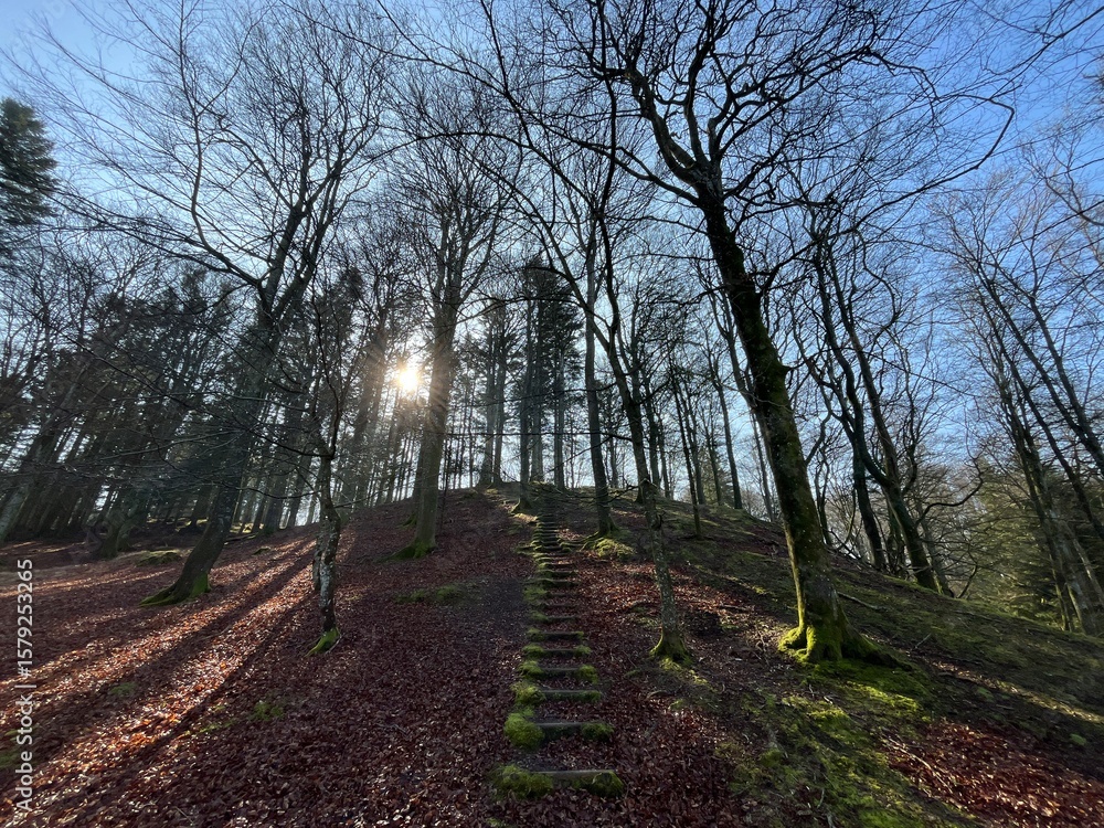 Naklejka premium footpath in the woods