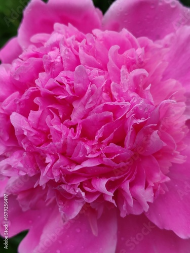 hot pink peony flower close up, natural background