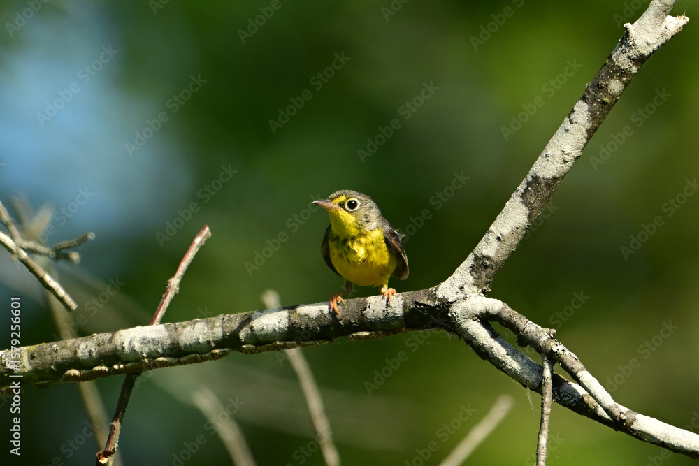 Fototapeta premium A female or juvenile Canada Warbler sits on a branch in the forest