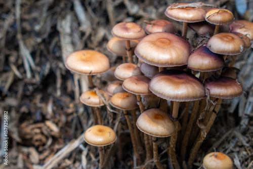 Brown Masroom growing in field