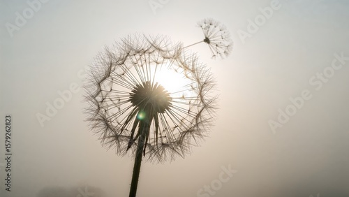 Wallpaper Mural A close up of a dandelion seed head with the sun shining through the delicate seed structures Torontodigital.ca