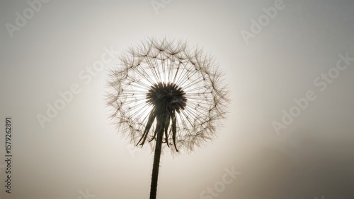 Wallpaper Mural Close up of a dandelion seed head against a bright background with a long stem visible below Torontodigital.ca