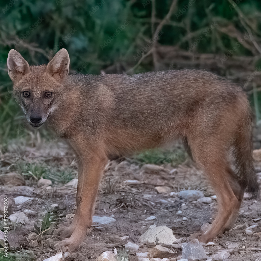 Fototapeta premium Golden Jackal Canis aureus adaptable canid hunter Pakistan wildlife omnivorous predator scavenger South Asia mammal carnivore biodiversity conservation nature photography